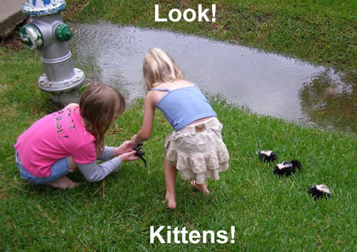 Look! Kittens!