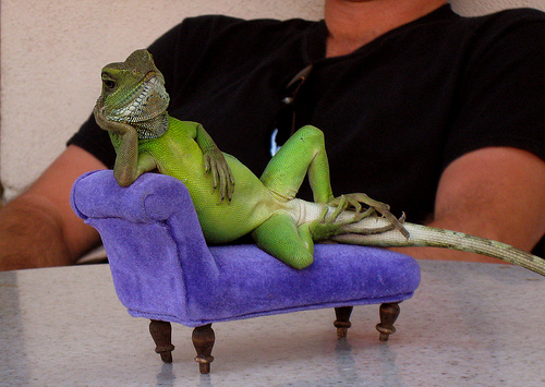 lounge_lizard.jpg