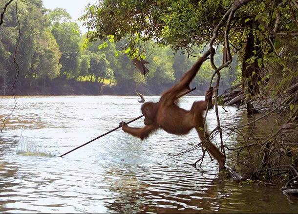 Orangutan Spear Fishing
